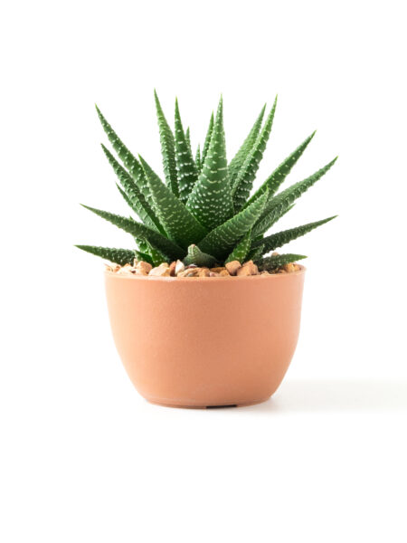 aloe