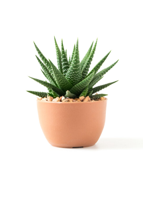 aloe